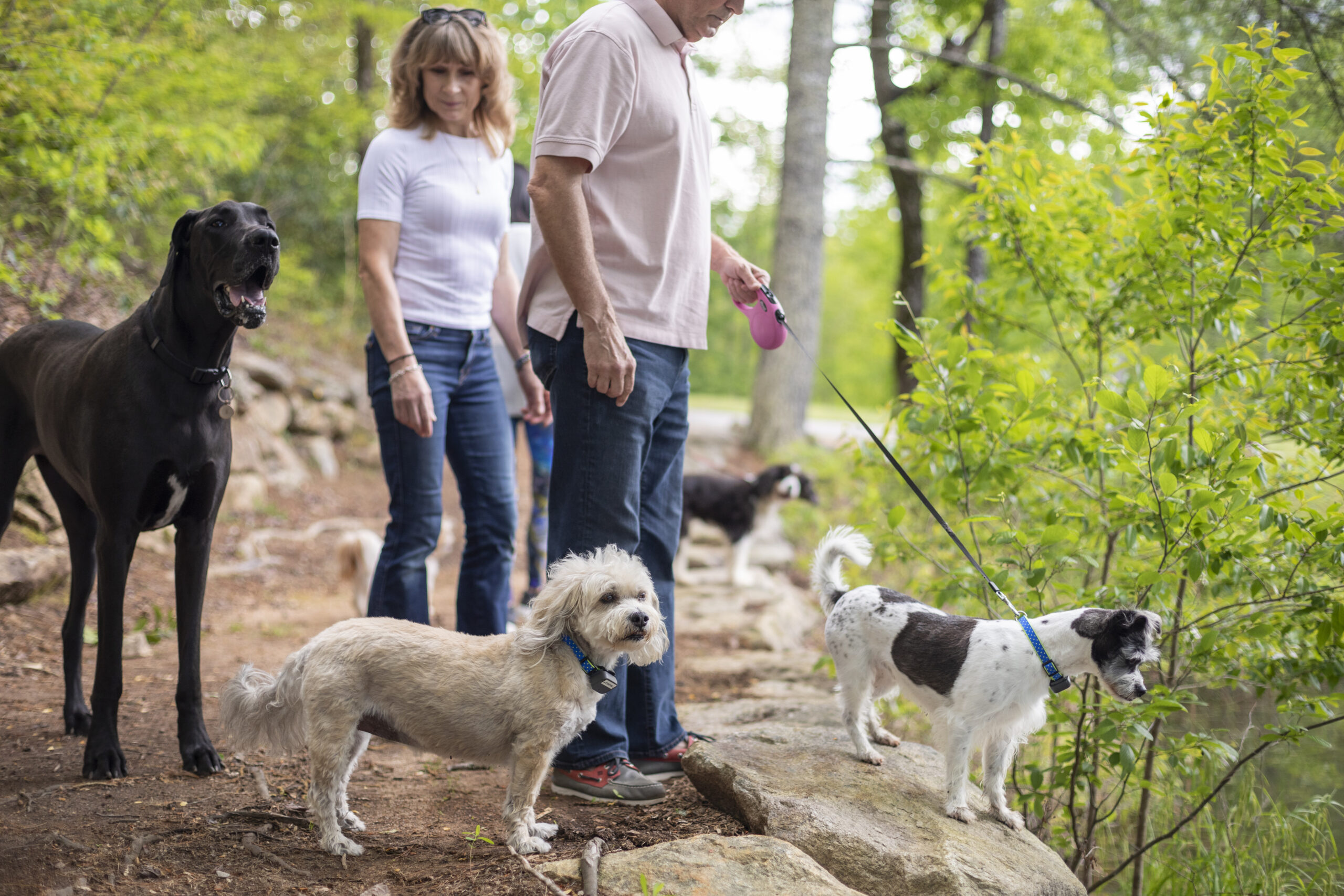 the cliffs at mountain park dog lovers meetup