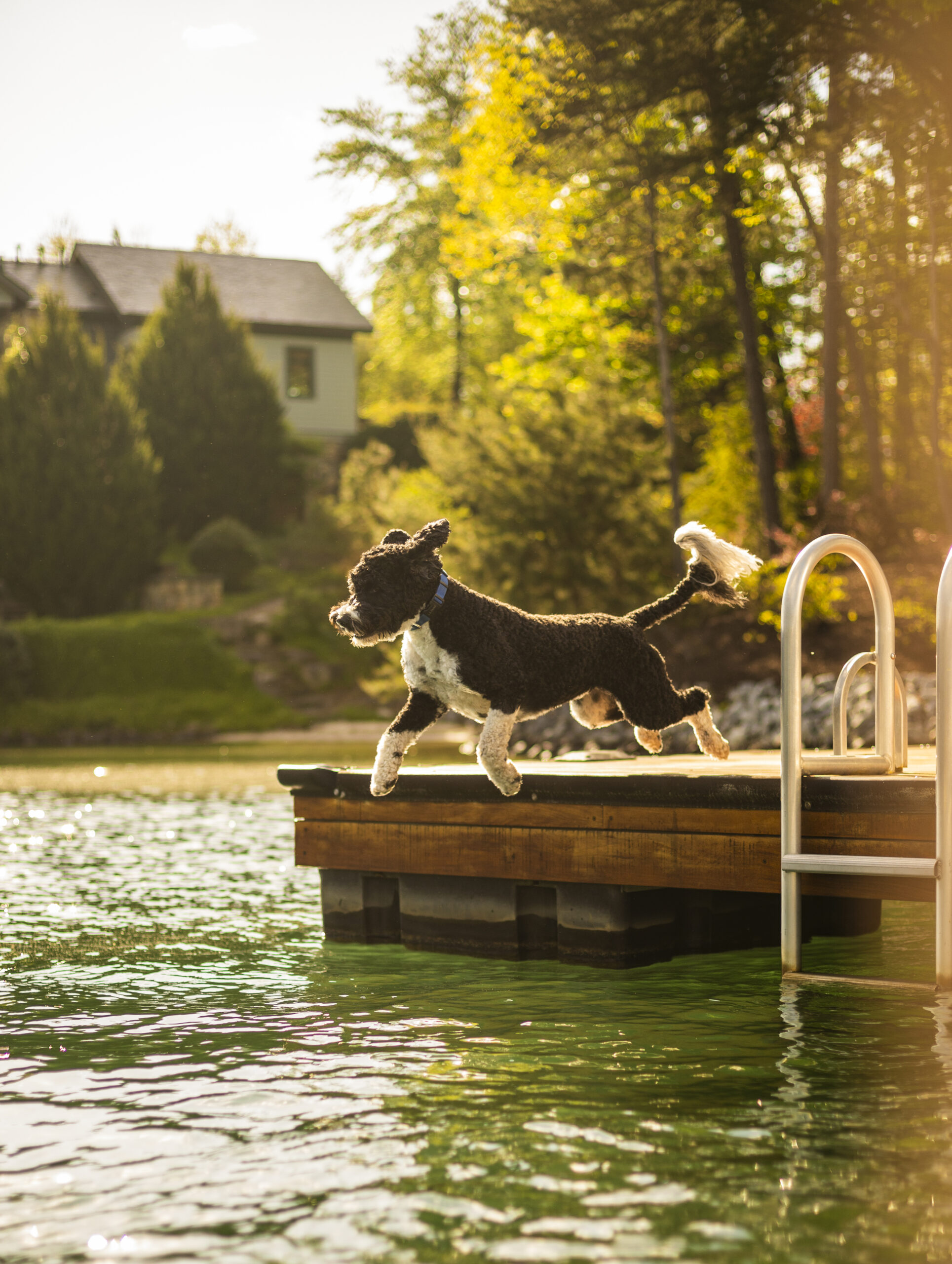 the cliffs lake region dog lovers