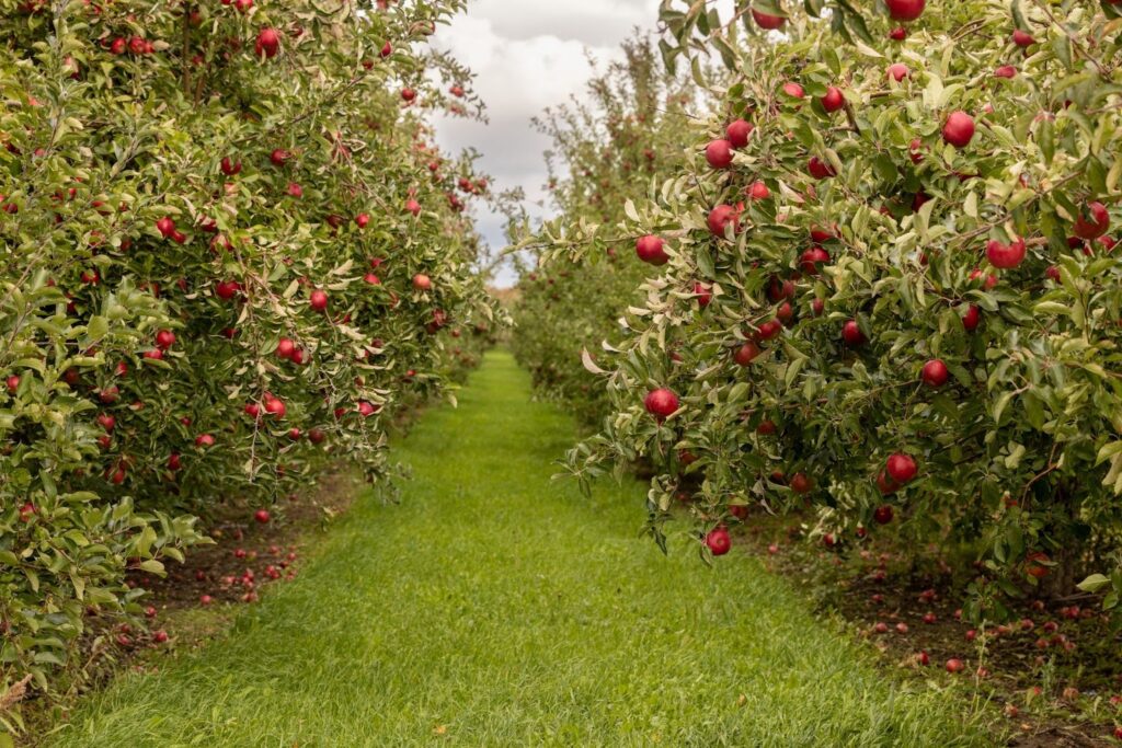 best apple orchards in NC